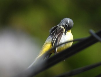 Grey Wagtail 養老公園 Fri, 4/5/2024