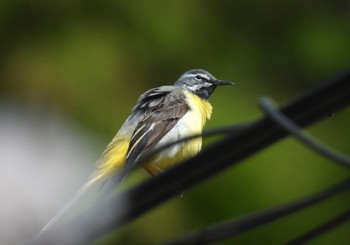 Grey Wagtail 養老公園 Fri, 4/5/2024