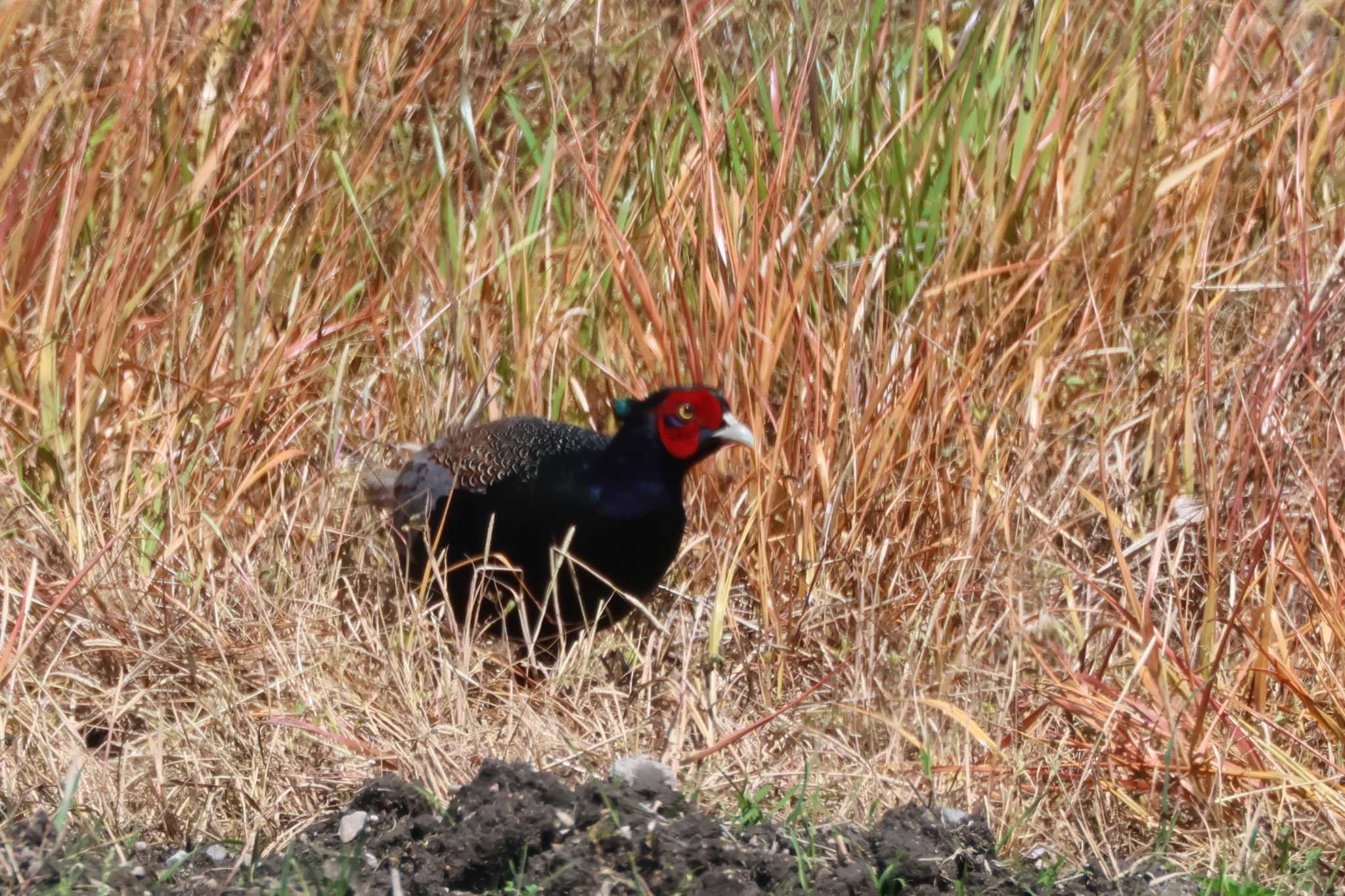 Photo of Green Pheasant at 長久手市 by OHモリ