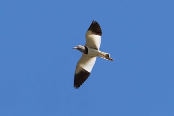 Grey-headed Lapwing 長久手市 Thu, 4/25/2024