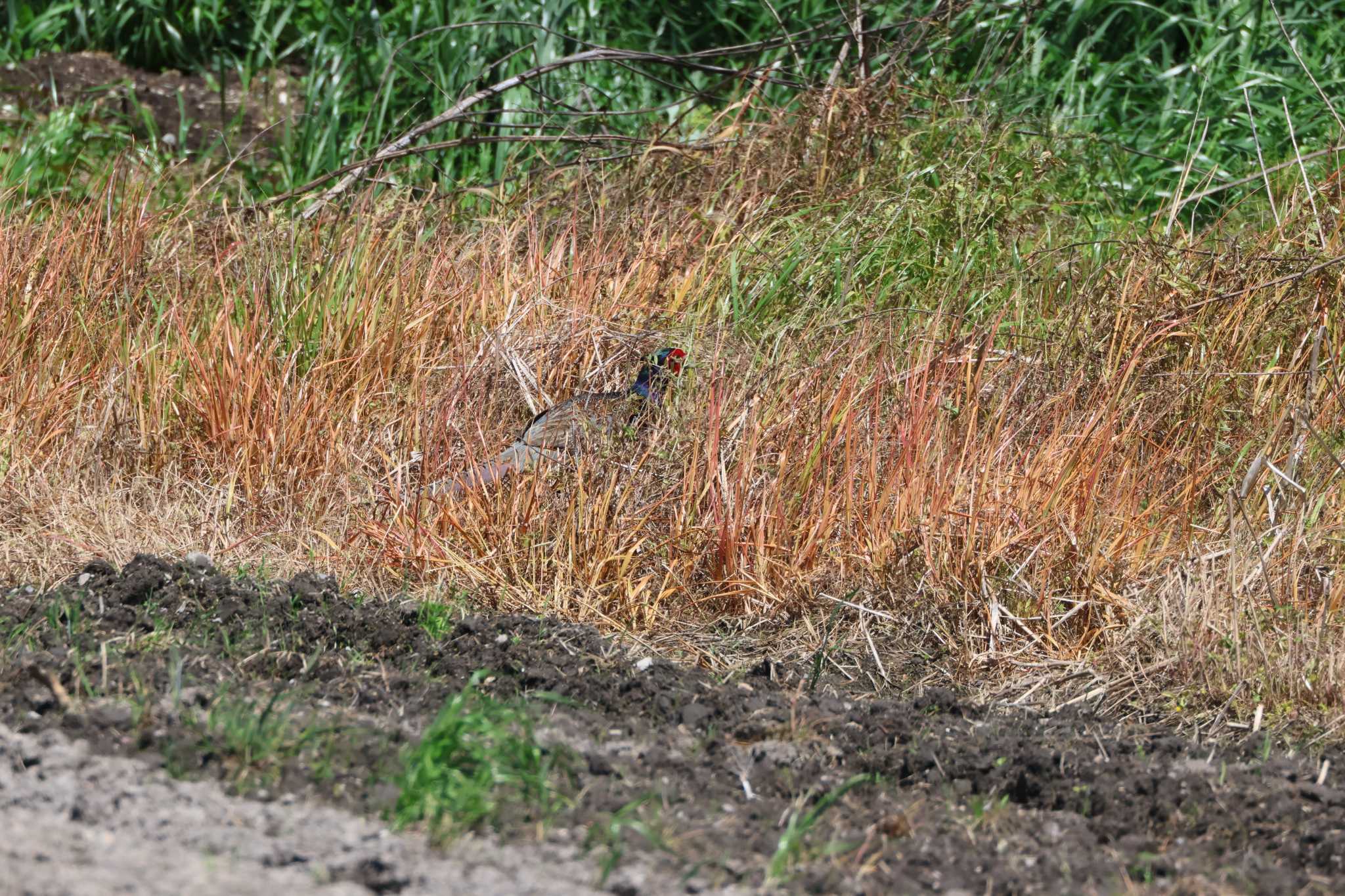 Photo of Green Pheasant at 長久手市 by OHモリ