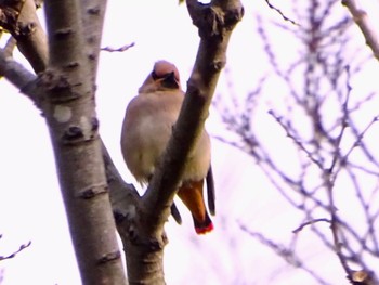 Japanese Waxwing 富岡総合公園(横浜市) Thu, 3/28/2024