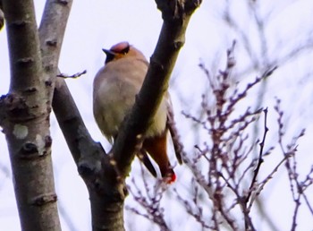 Japanese Waxwing 富岡総合公園(横浜市) Thu, 3/28/2024