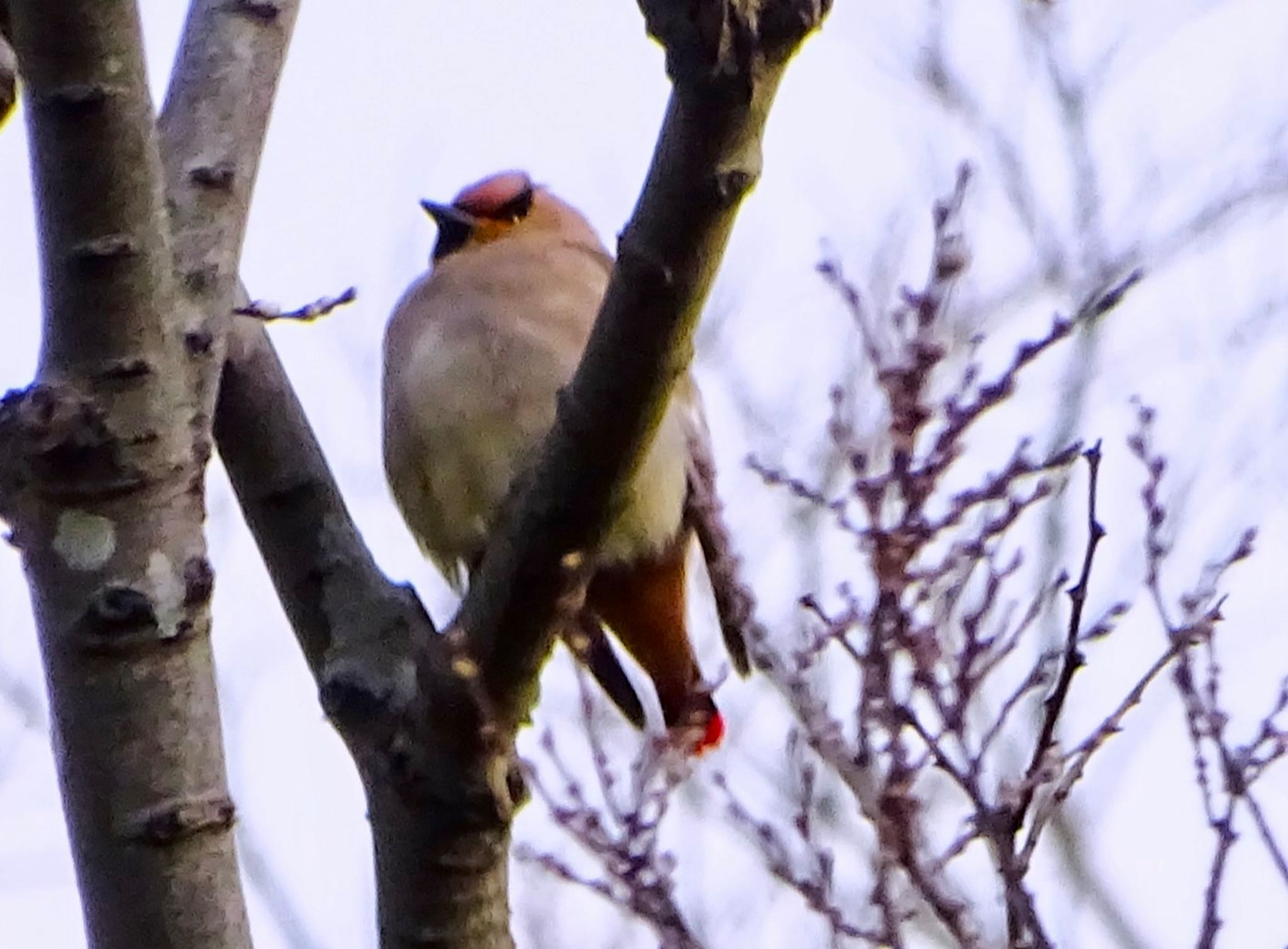 Photo of Japanese Waxwing at 富岡総合公園(横浜市) by KAWASEMIぴー