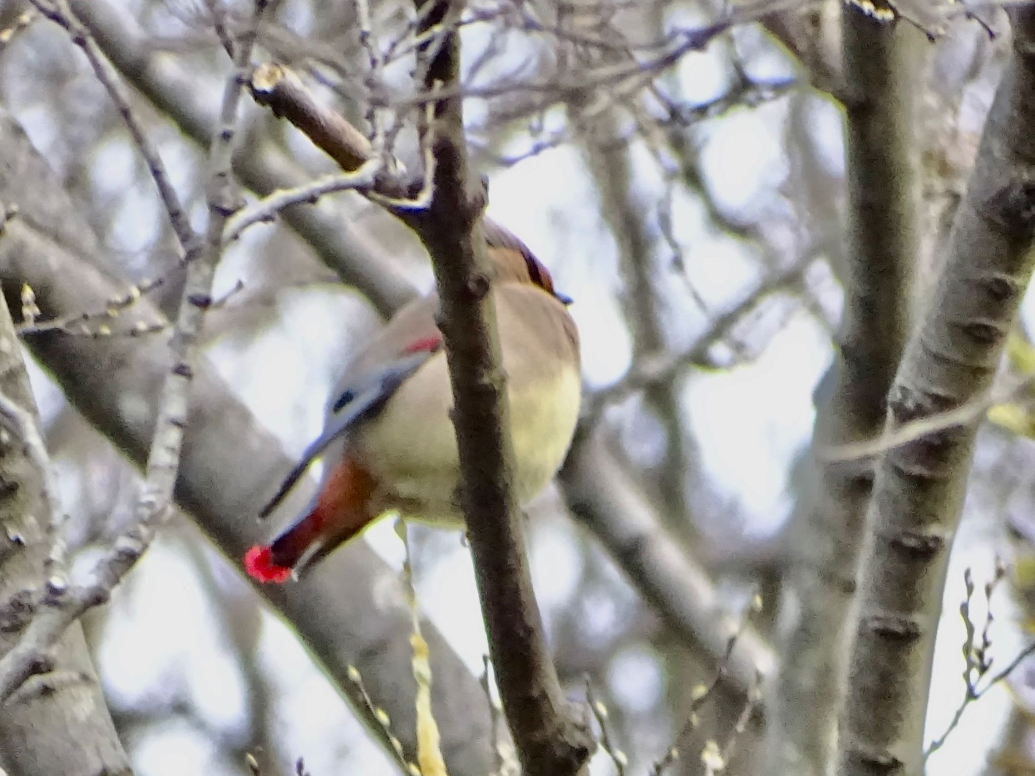 Photo of Japanese Waxwing at 富岡総合公園(横浜市) by KAWASEMIぴー