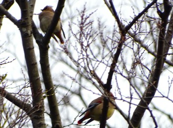 Japanese Waxwing 富岡総合公園(横浜市) Thu, 3/28/2024