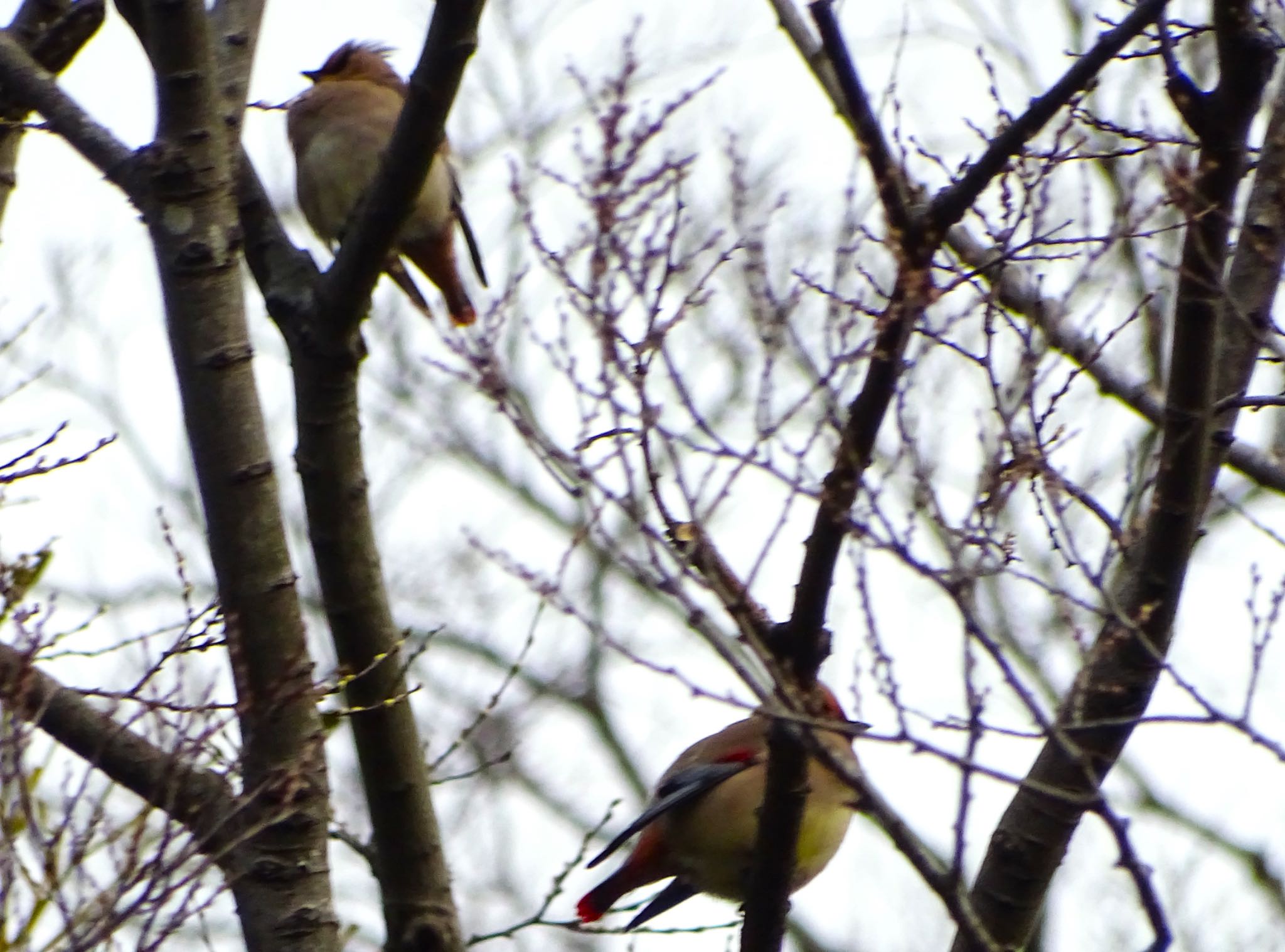 Photo of Japanese Waxwing at 富岡総合公園(横浜市) by KAWASEMIぴー