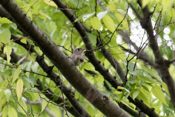 Asian Brown Flycatcher 横浜市立金沢自然公園 Thu, 4/25/2024