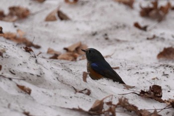 Red-flanked Bluetail 札幌 Fri, 4/12/2024