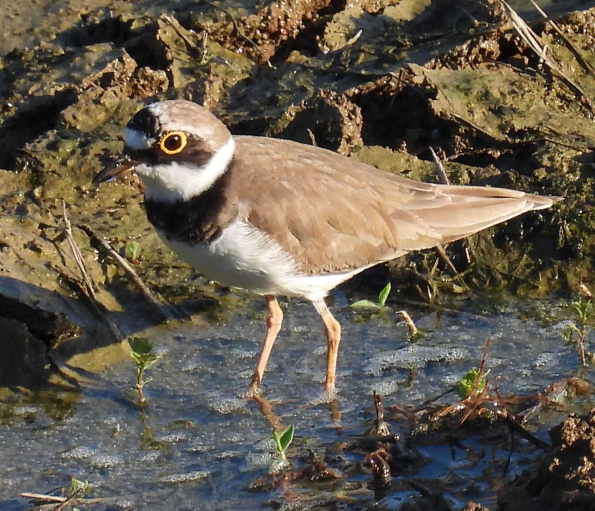 Little Ringed Plover