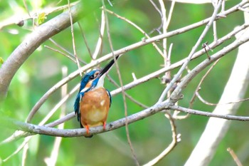 Common Kingfisher 祖父江ワイルドネイチャー緑地 Thu, 4/25/2024