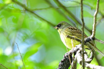 Masked Bunting 祖父江ワイルドネイチャー緑地 Thu, 4/25/2024