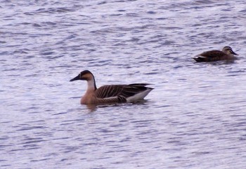 Swan Goose 入ヶ池(兵庫県加古郡稲美町) Sun, 12/30/2018