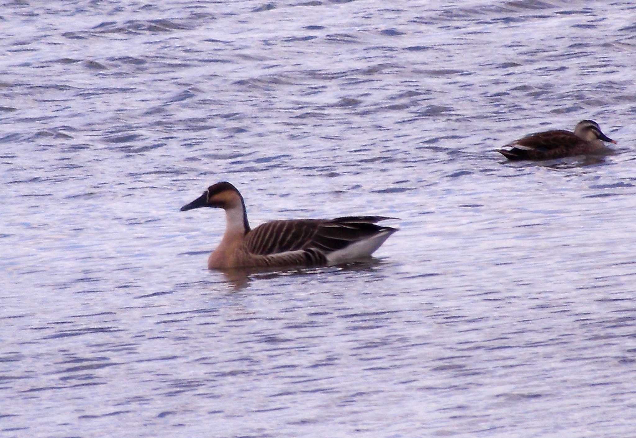 Photo of Swan Goose at 入ヶ池(兵庫県加古郡稲美町) by Rio T