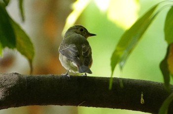 Asian Brown Flycatcher Osaka castle park Thu, 4/25/2024