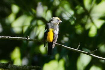 Narcissus Flycatcher Osaka castle park Thu, 4/25/2024