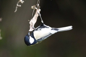 Japanese Tit 奈良　馬見丘陵公園 Sun, 4/21/2024