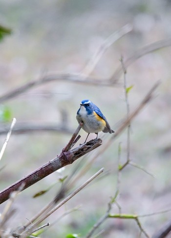 Red-flanked Bluetail 海上の森 Sat, 2/3/2024