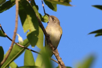 Brown Honeyeater Esplanade(Cairns) Wed, 4/10/2024