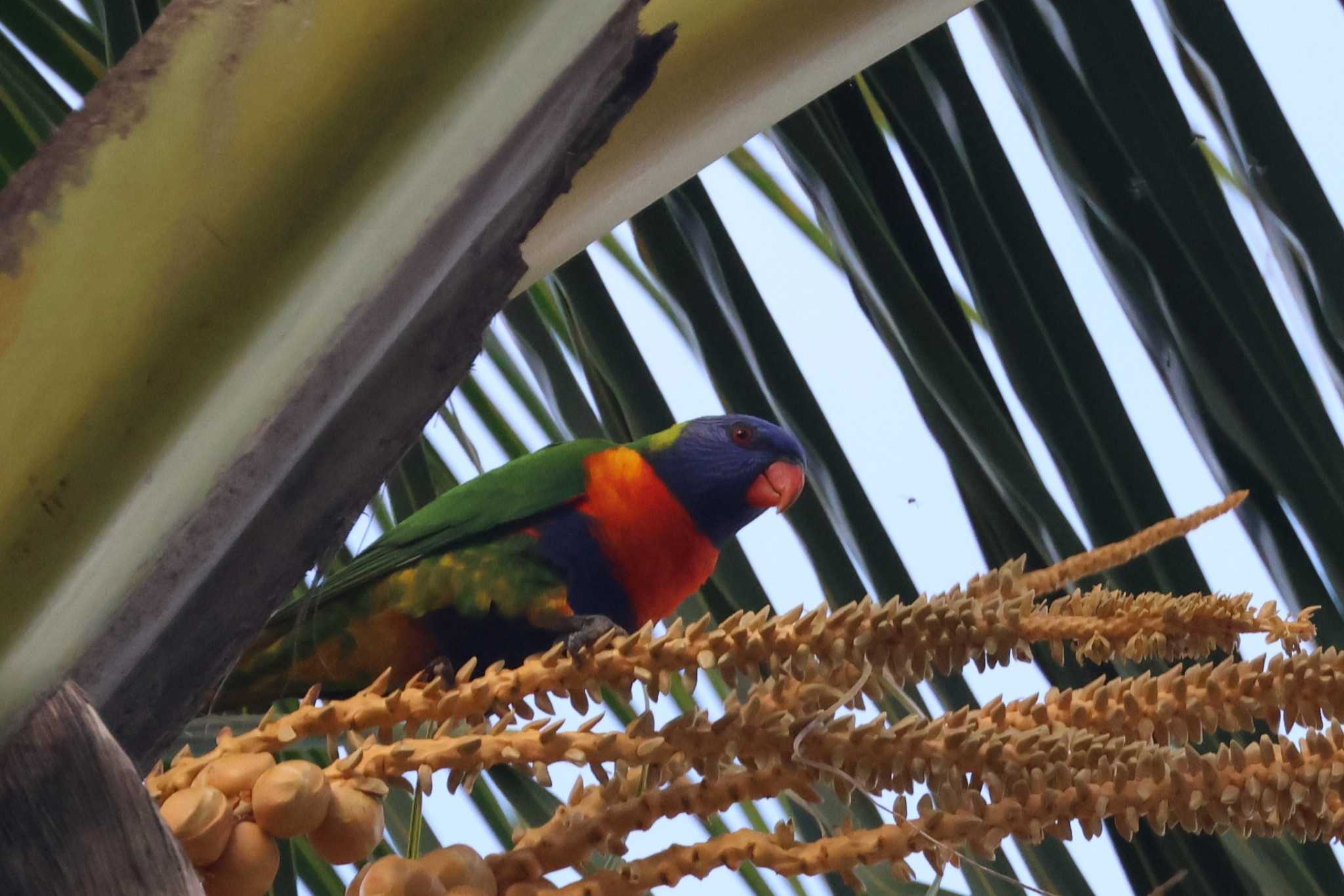 ゴシキセイガイインコ