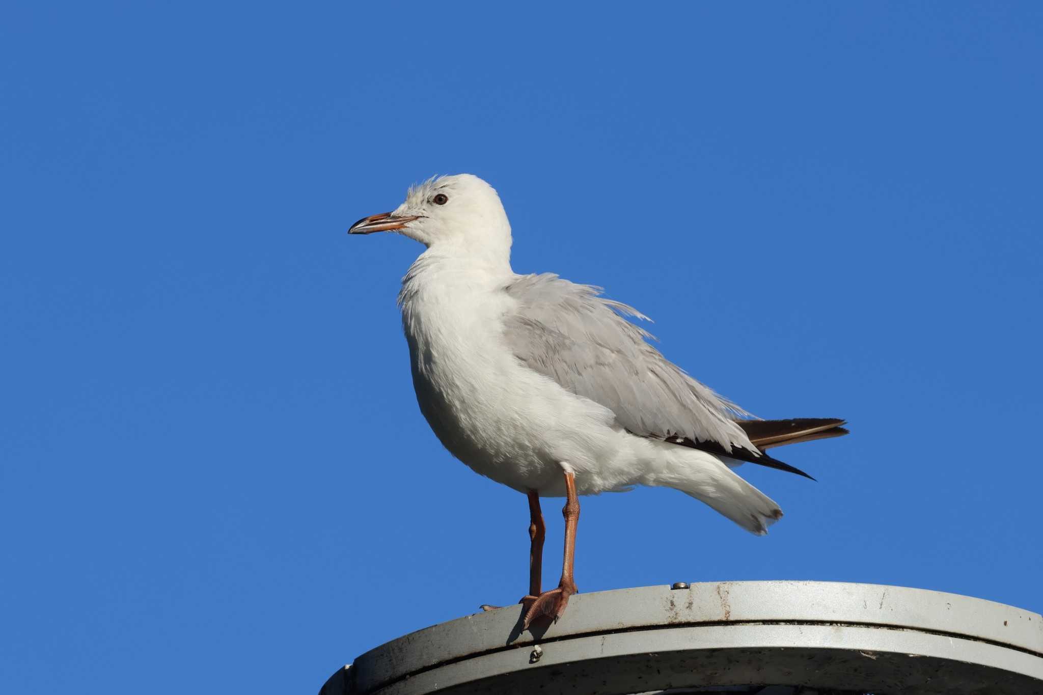 Esplanade(Cairns) ギンカモメの写真 by ぼぼぼ