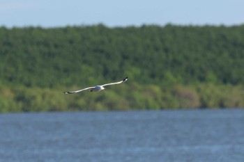 Silver Gull Esplanade(Cairns) Wed, 4/10/2024