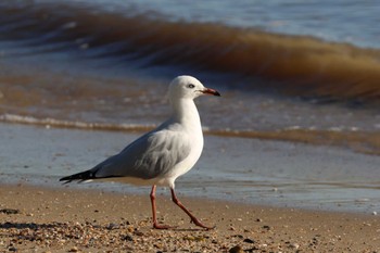 Silver Gull Esplanade(Cairns) Wed, 4/10/2024