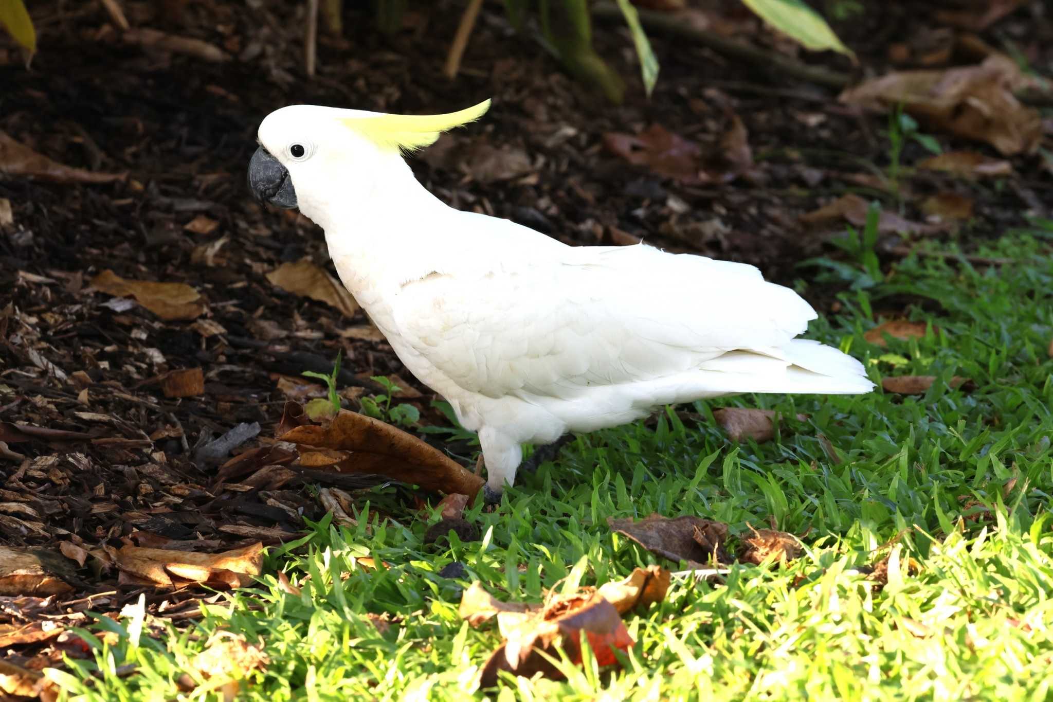 Esplanade(Cairns) キバタンの写真 by ぼぼぼ