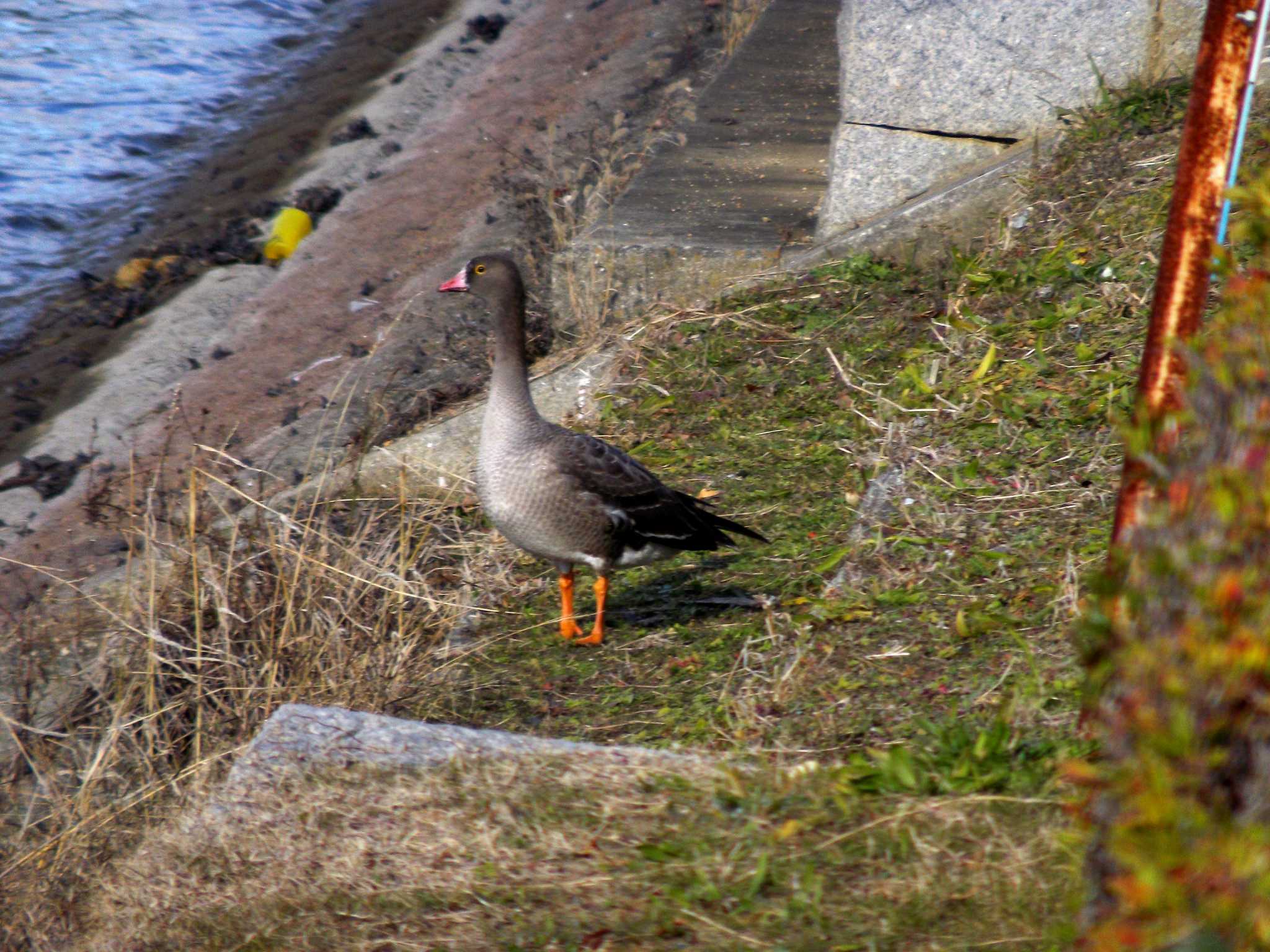  カリガネの写真 by Rio T