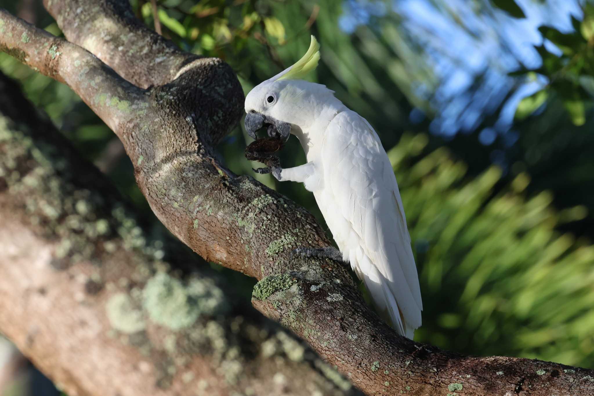 Photo of Sulphur-crested Cockatoo at Esplanade(Cairns) by ぼぼぼ