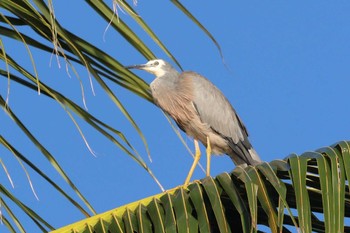 White-faced Heron Esplanade(Cairns) Wed, 4/10/2024
