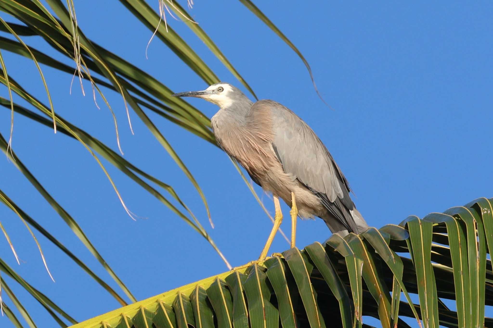 Photo of White-faced Heron at Esplanade(Cairns) by ぼぼぼ