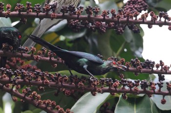 Metallic Starling Esplanade(Cairns) Wed, 4/10/2024