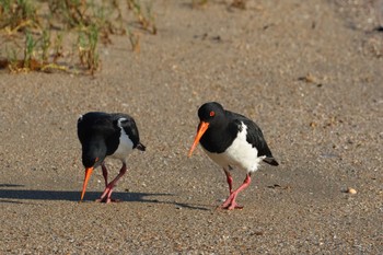 Pied Oystercatcher Esplanade(Cairns) Wed, 4/10/2024