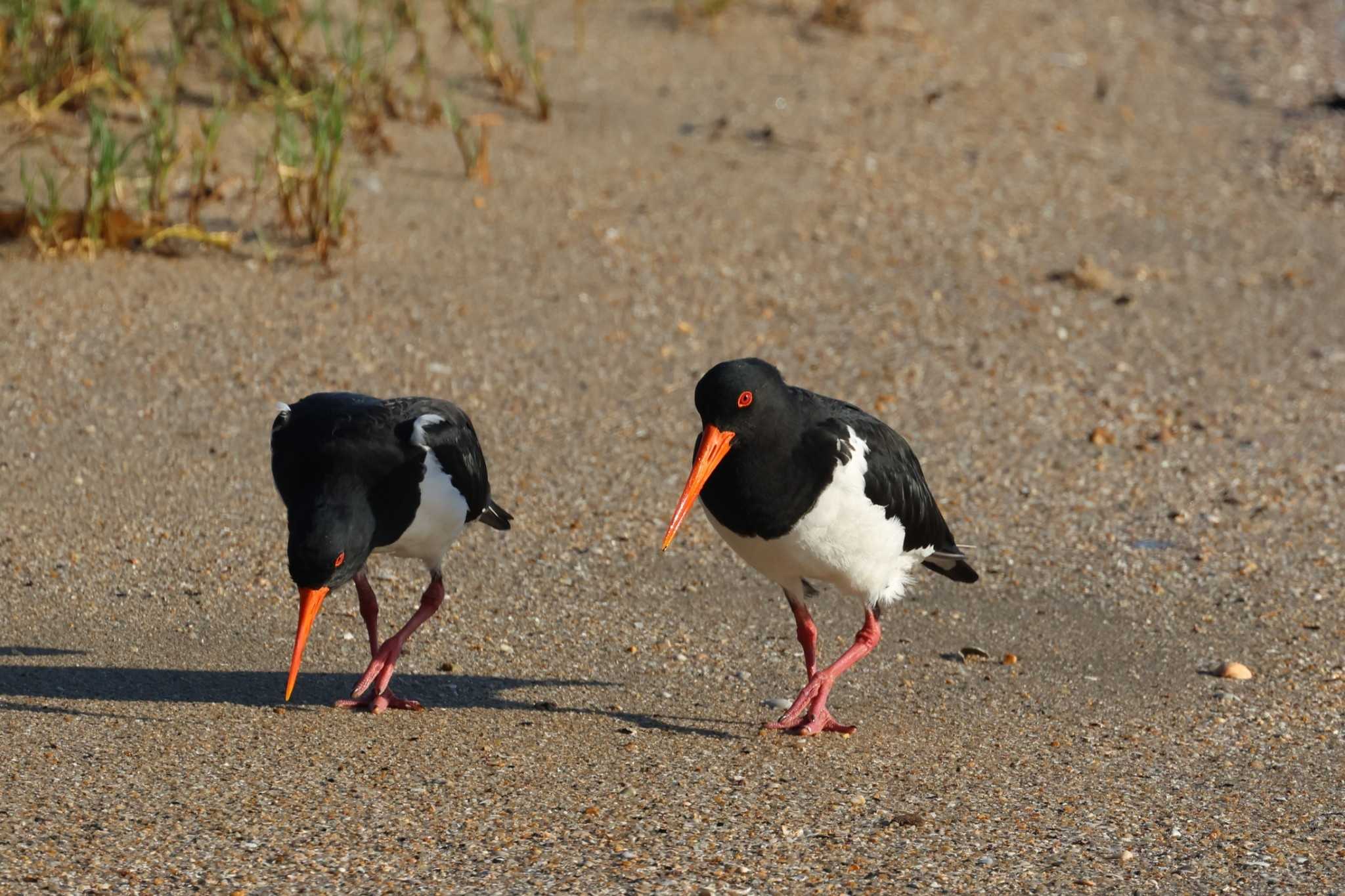 Pied Oystercatcher