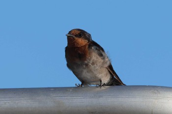 Welcome Swallow Esplanade(Cairns) Wed, 4/10/2024