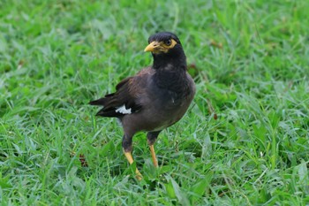 Common Myna Esplanade(Cairns) Wed, 4/10/2024