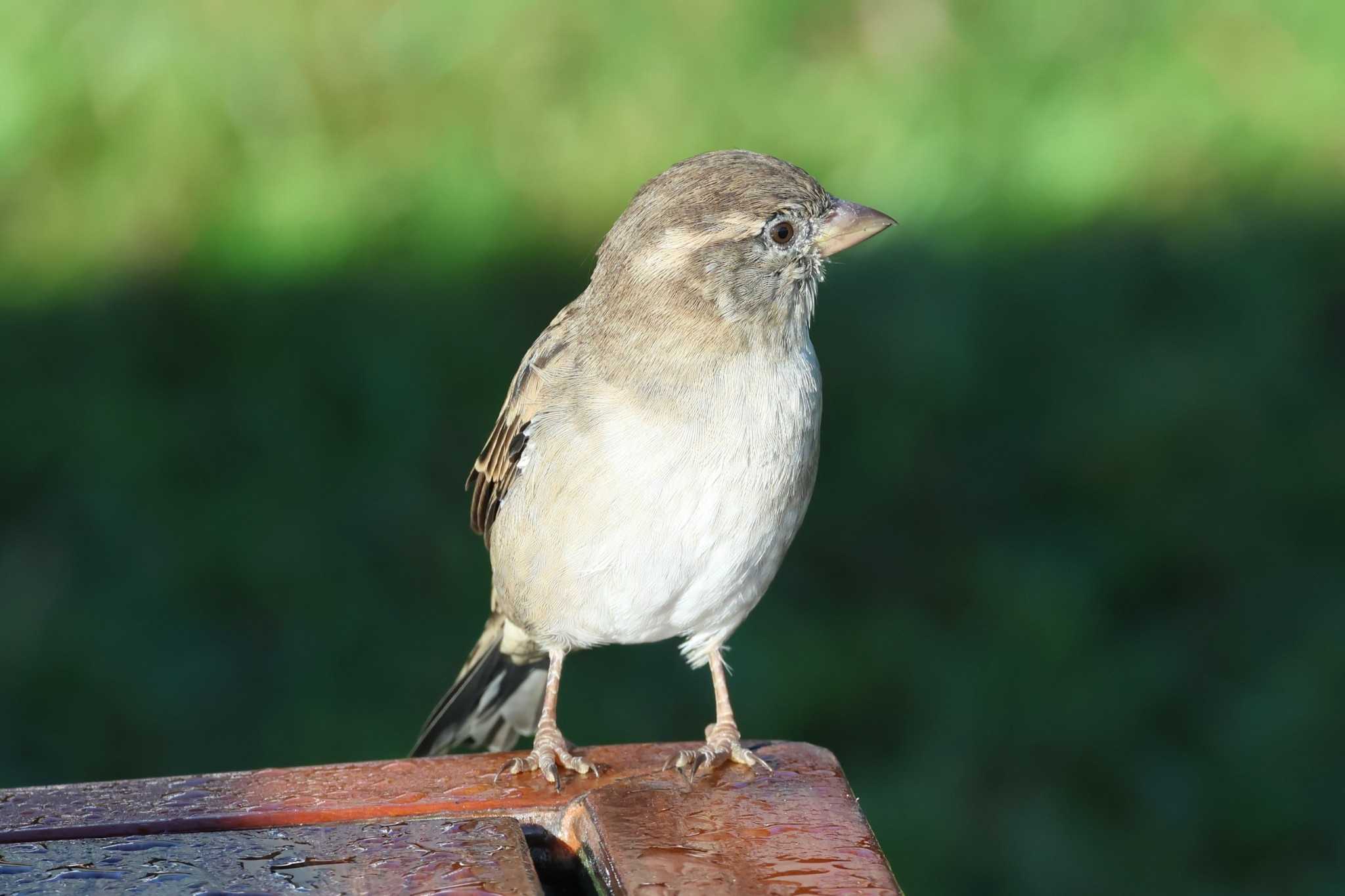 House Sparrow