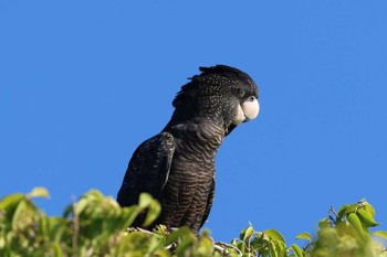 アカオクロオウム Esplanade(Cairns) 2024年4月10日(水)