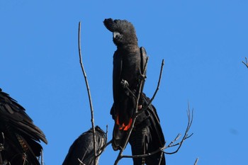 Red-tailed Black Cockatoo Esplanade(Cairns) Wed, 4/10/2024