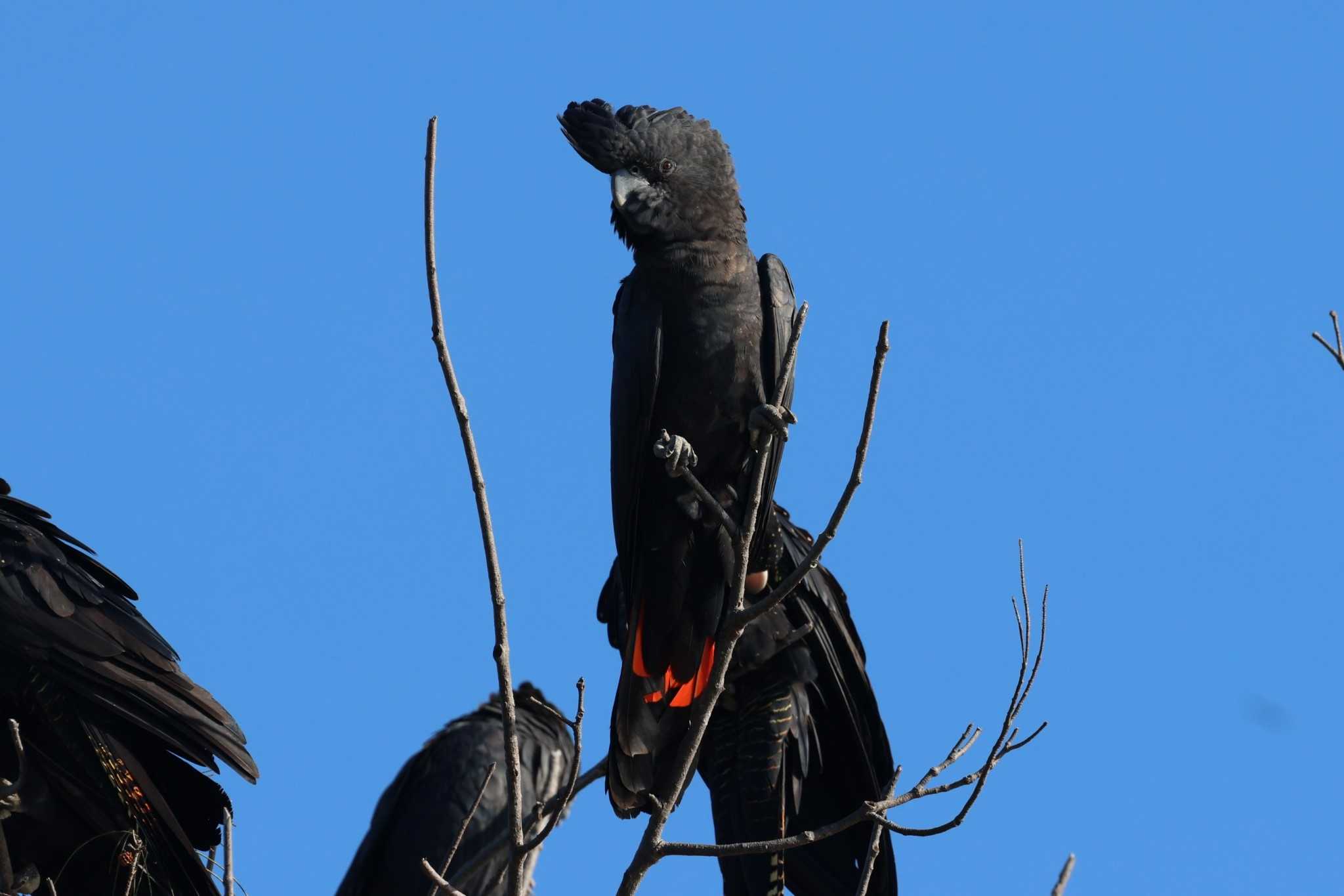 Photo of Red-tailed Black Cockatoo at Esplanade(Cairns) by ぼぼぼ