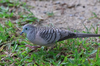 オーストラリアチョウショウバト Esplanade(Cairns) 2024年4月10日(水)