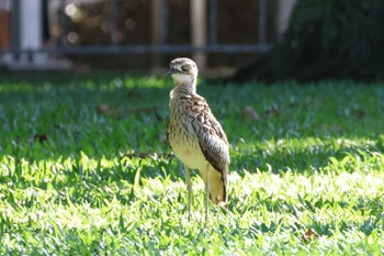 Bush Stone-curlew Esplanade(Cairns) Wed, 4/10/2024