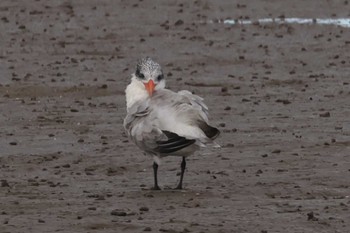 Greater Crested Tern Esplanade(Cairns) Wed, 4/10/2024