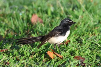 Willie Wagtail Esplanade(Cairns) Wed, 4/10/2024