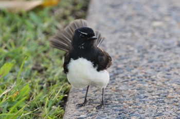 Willie Wagtail Esplanade(Cairns) Wed, 4/10/2024