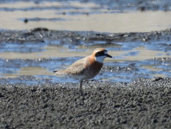 Siberian Sand Plover Sambanze Tideland Thu, 4/25/2024