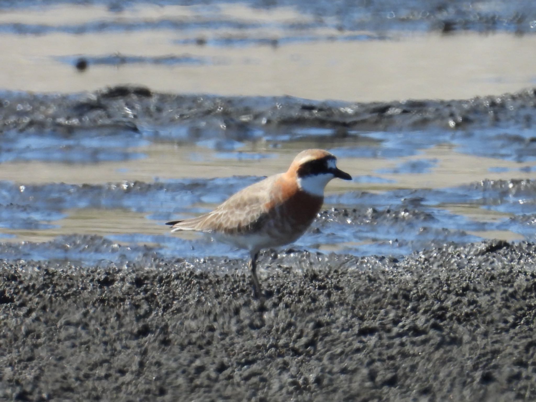 Photo of Siberian Sand Plover at Sambanze Tideland by yuco