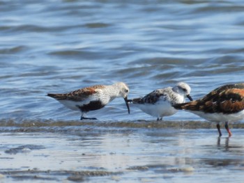 Dunlin Sambanze Tideland Thu, 4/25/2024