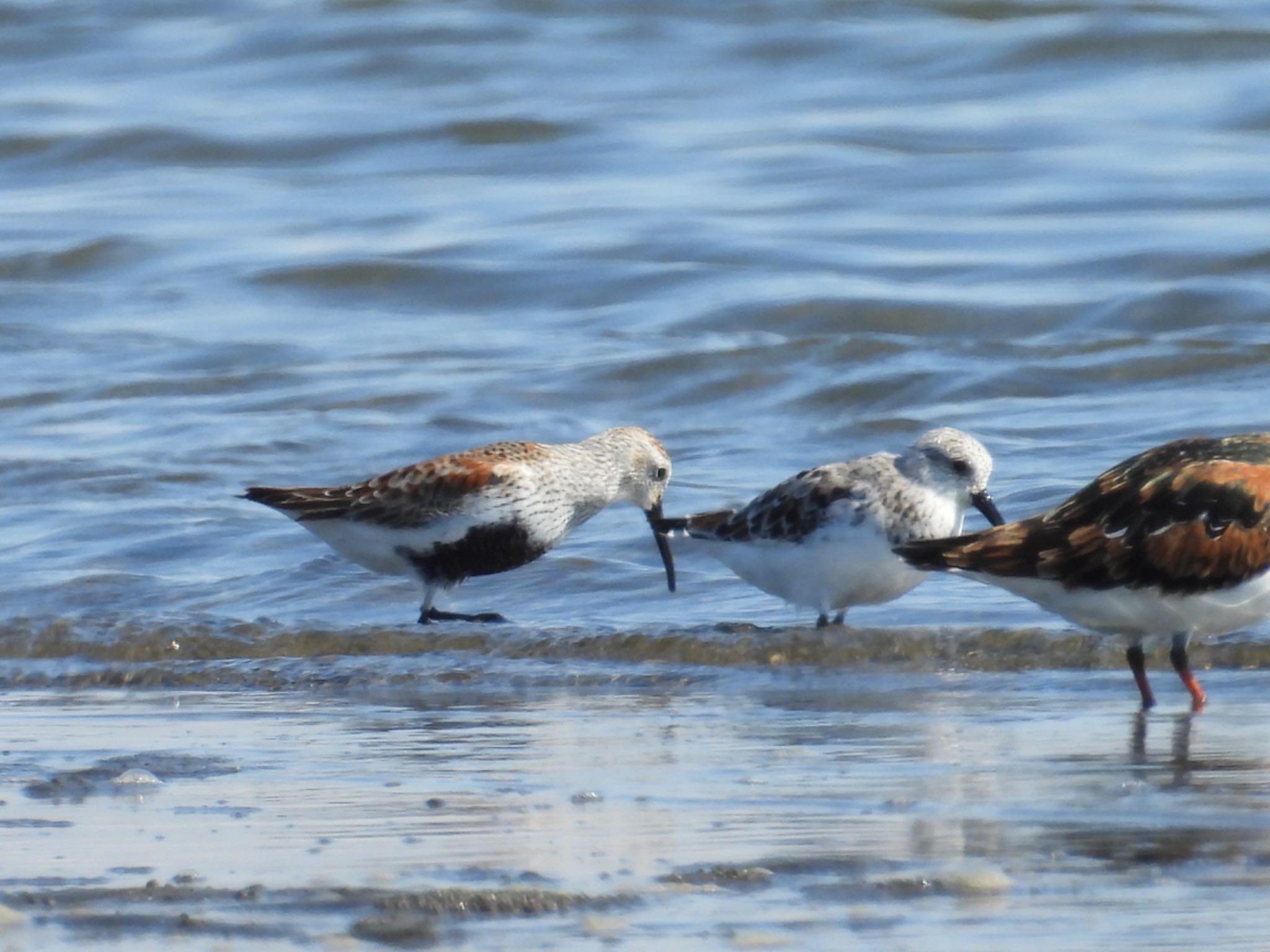 Photo of Dunlin at Sambanze Tideland by yuco